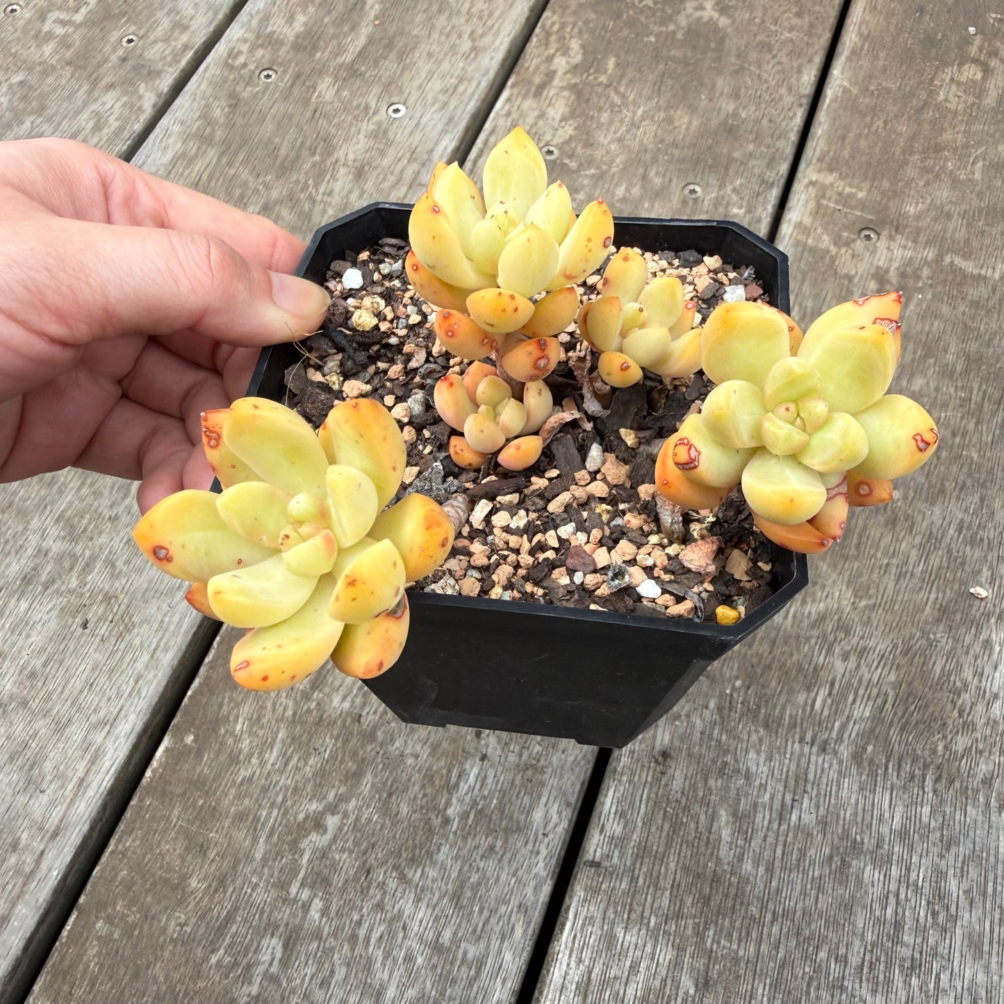 0710 Sedum Adolphii 'Golden glow'