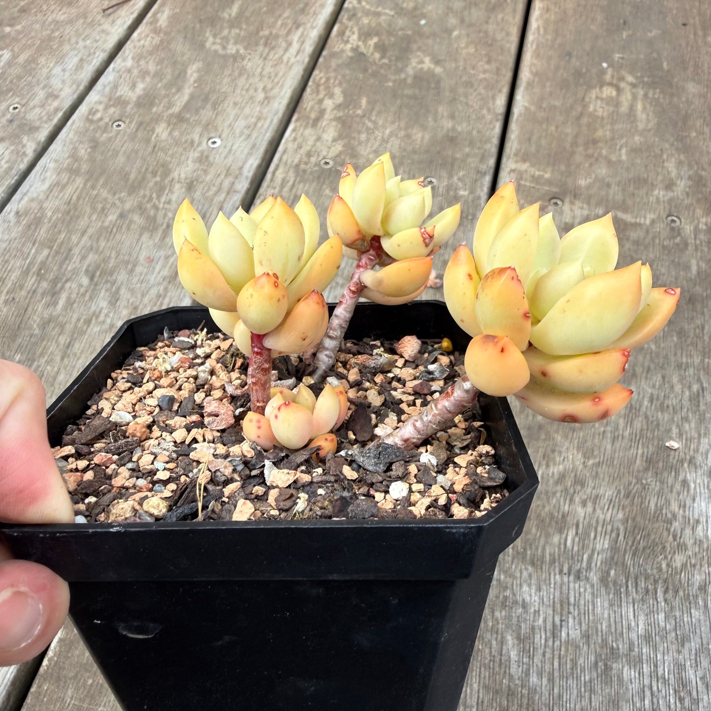 0710 Sedum Adolphii 'Golden glow'