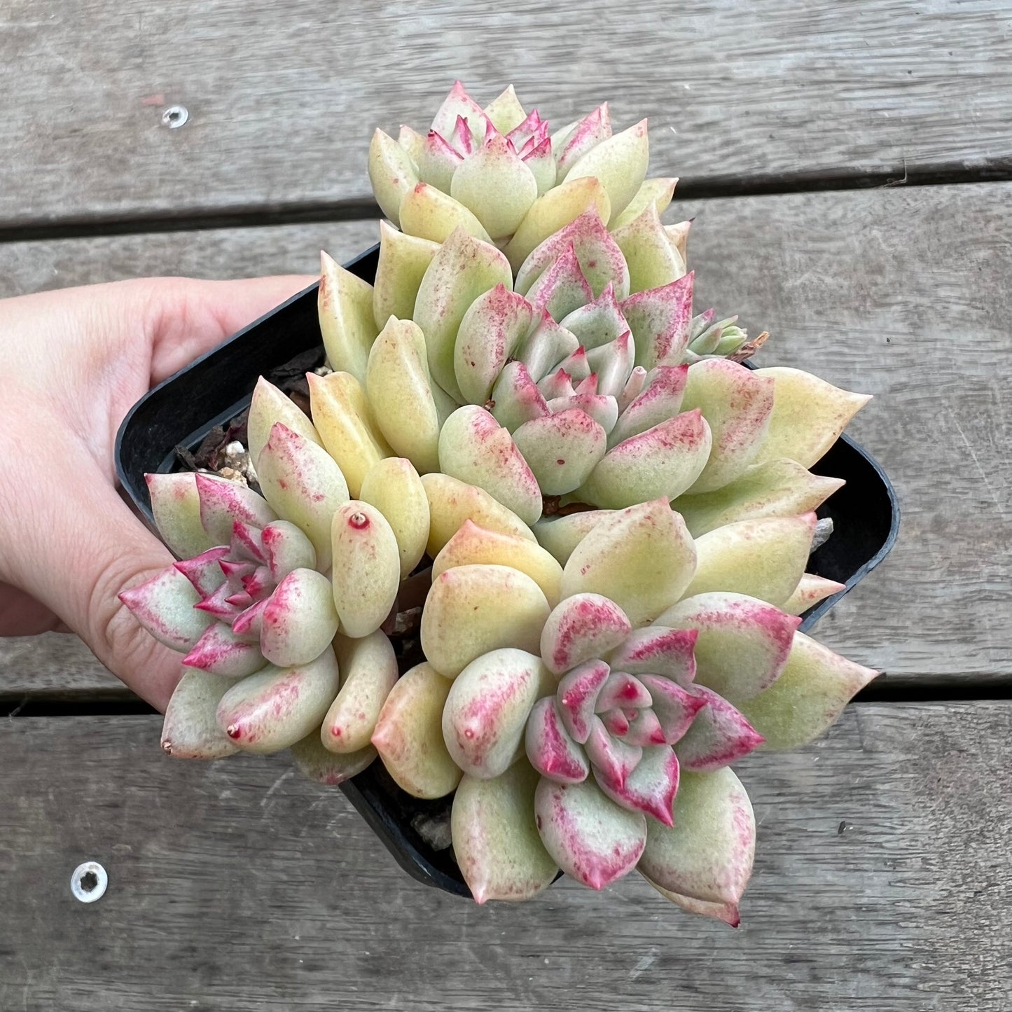 0711 Echeveria Arzee