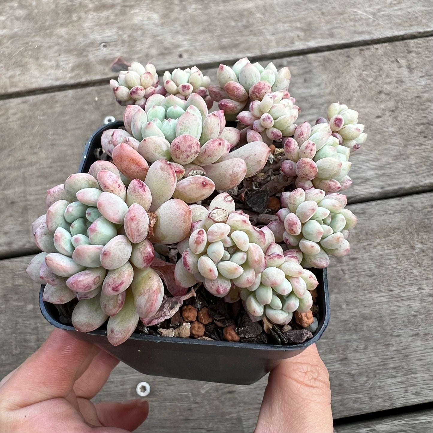 0711 Echeveria Cute Beans 'Moemame' (large clump)
