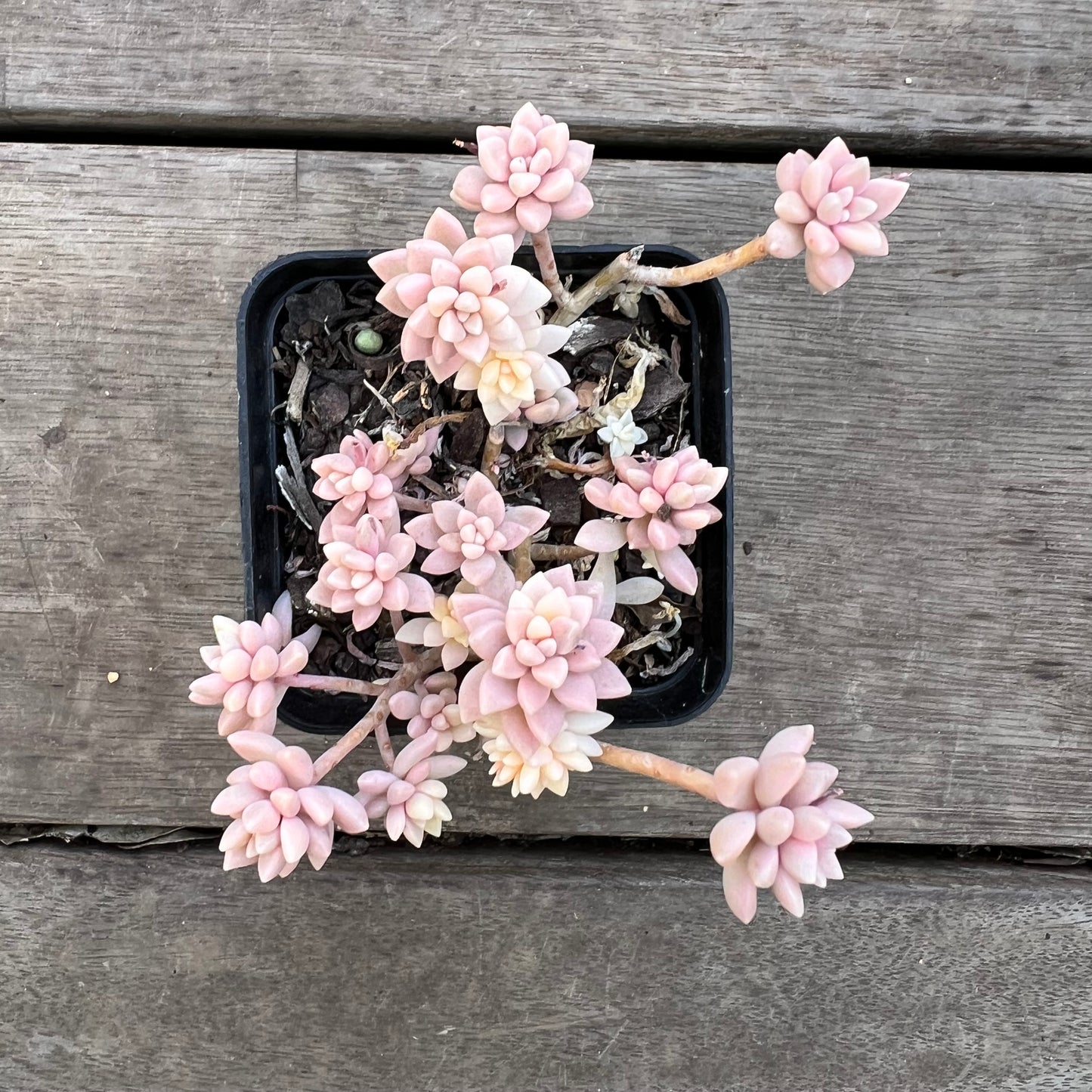 0711 Graptopetalum Mirinae Variegated