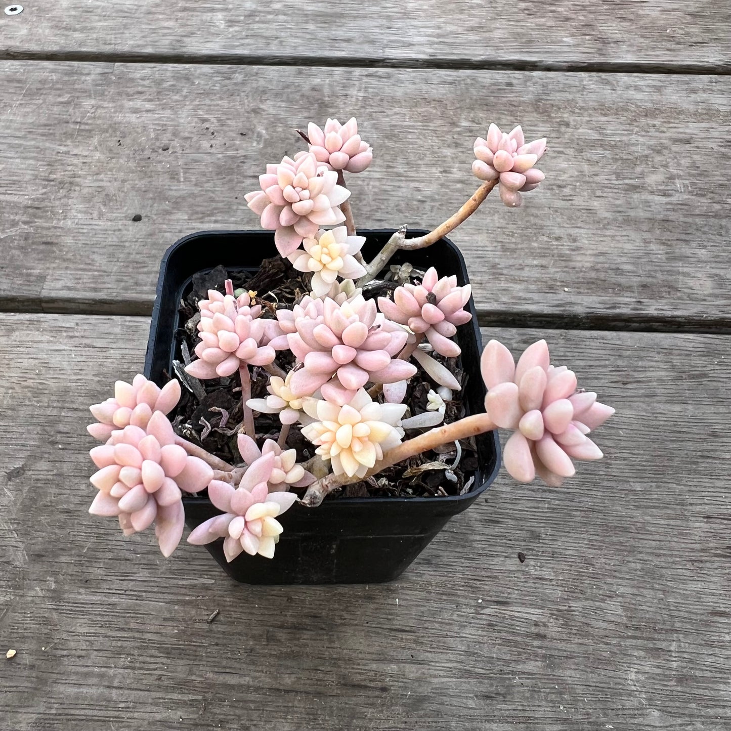 0711 Graptopetalum Mirinae Variegated