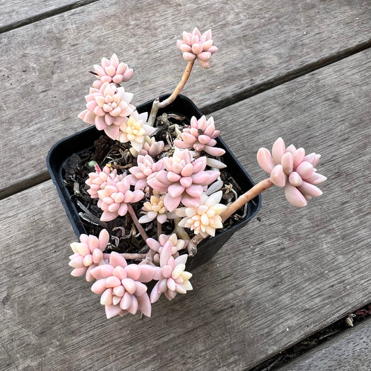 0711 Graptopetalum Mirinae Variegated