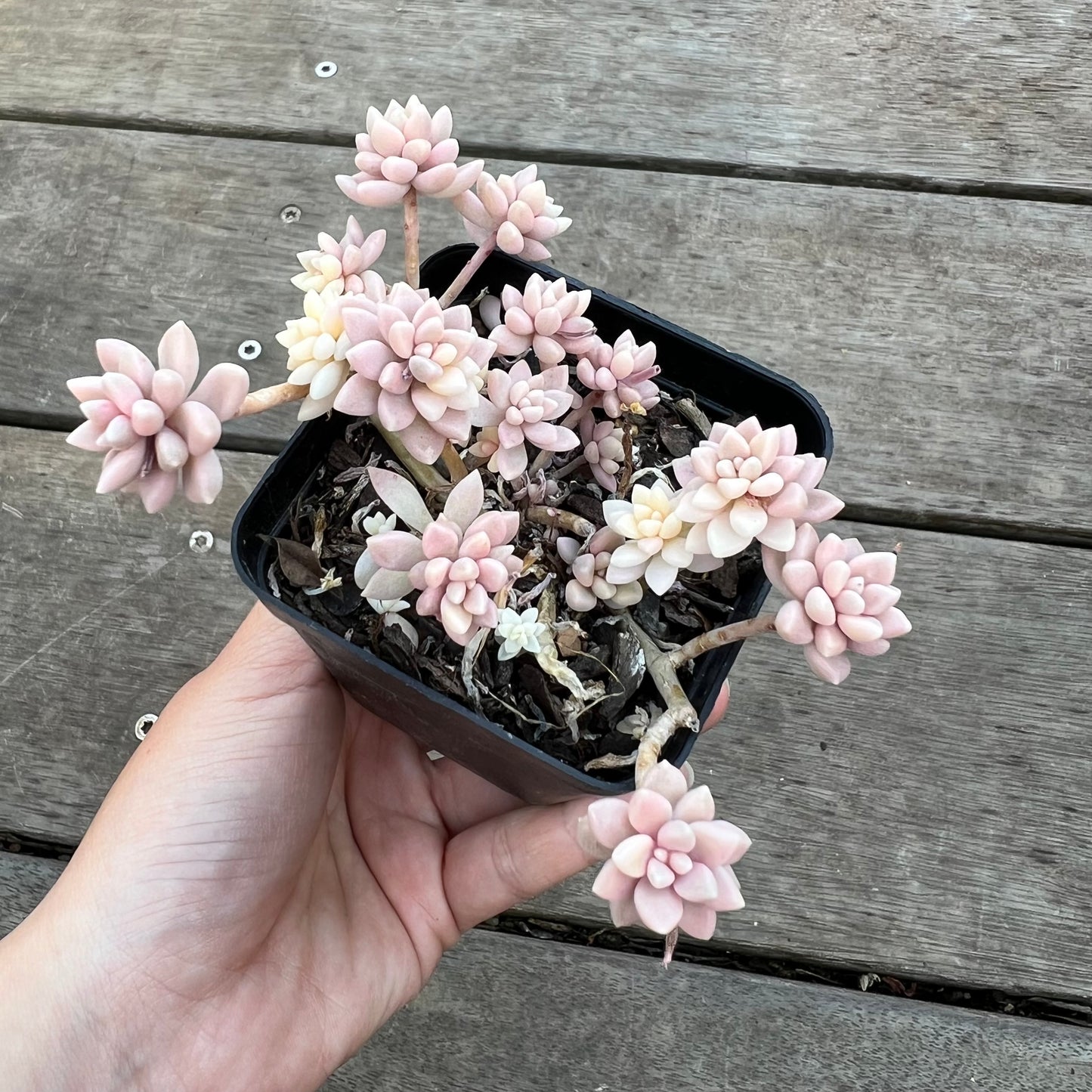 0711 Graptopetalum Mirinae Variegated