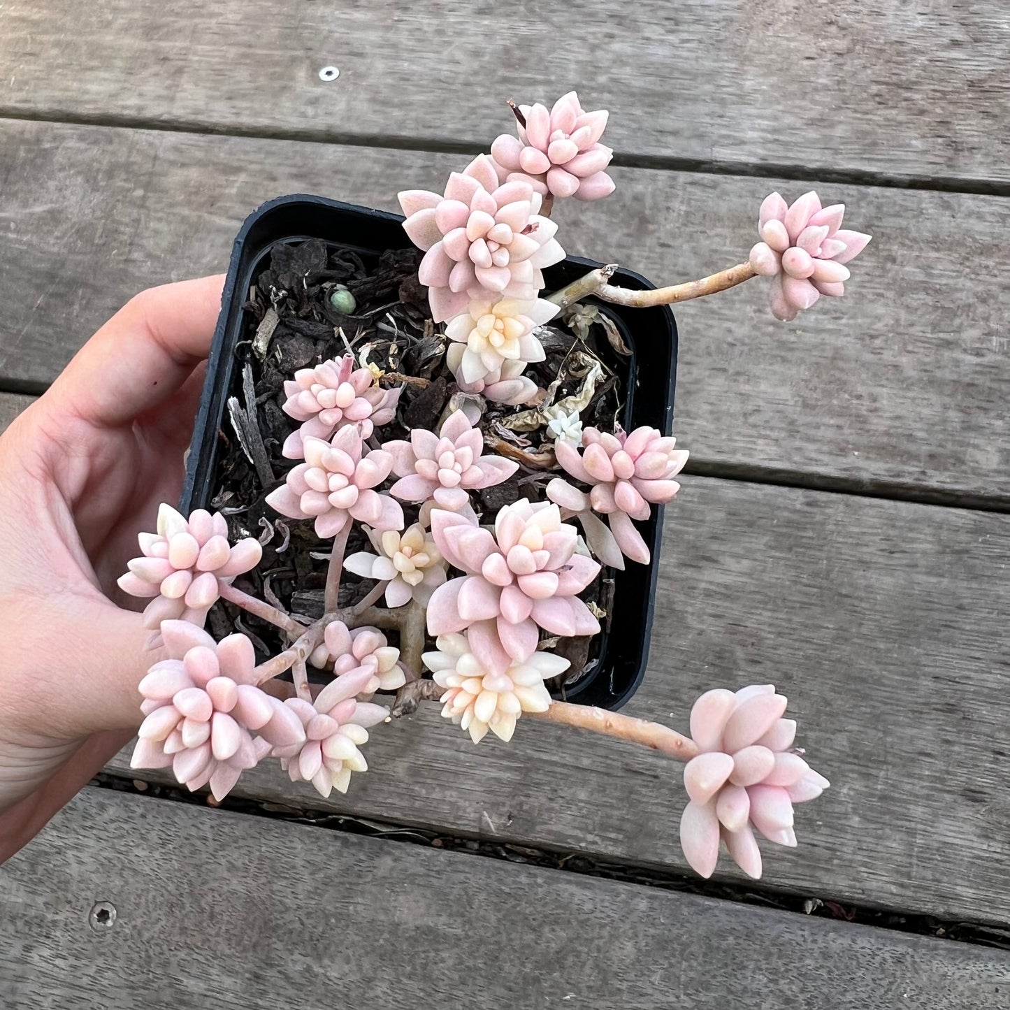 0711 Graptopetalum Mirinae Variegated