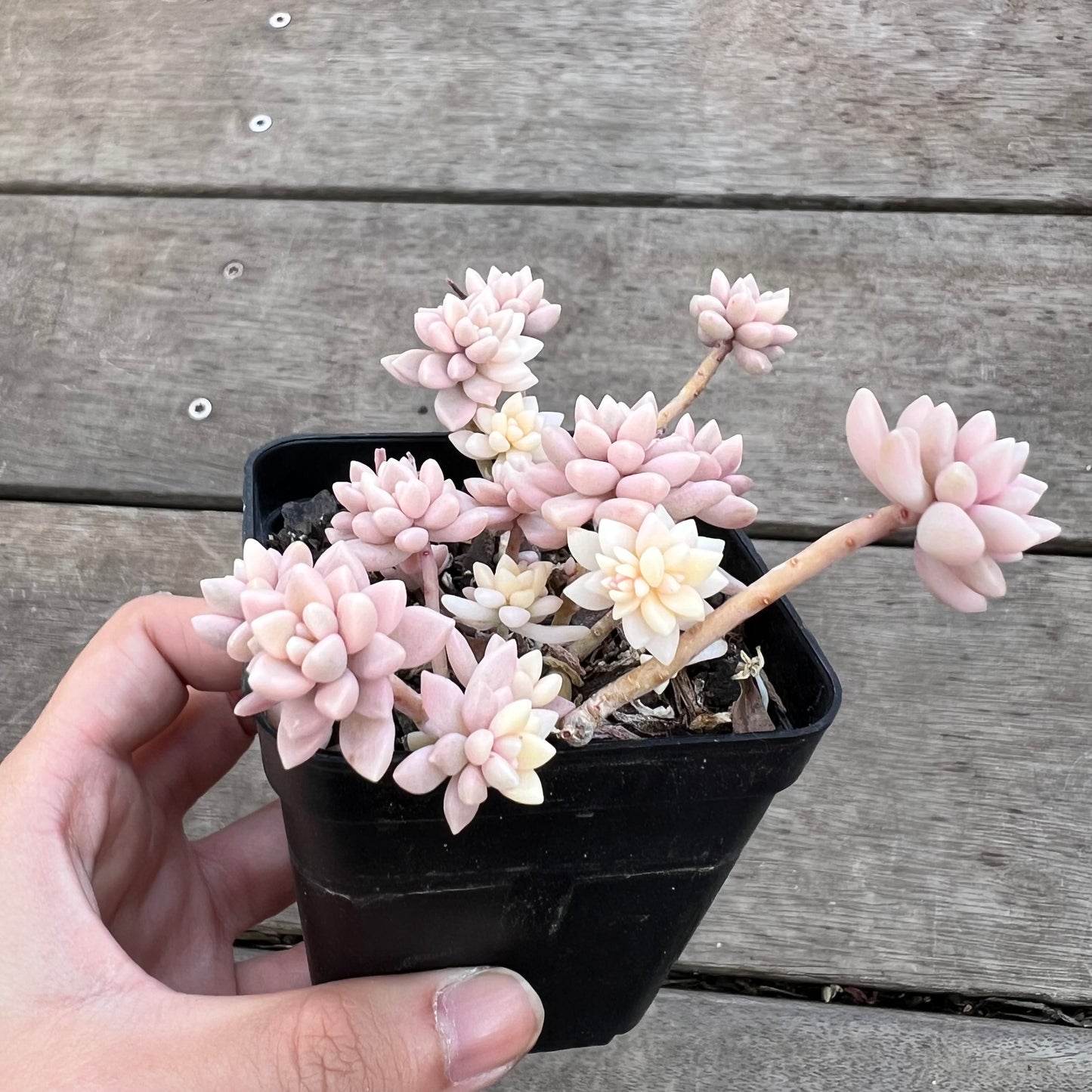 0711 Graptopetalum Mirinae Variegated