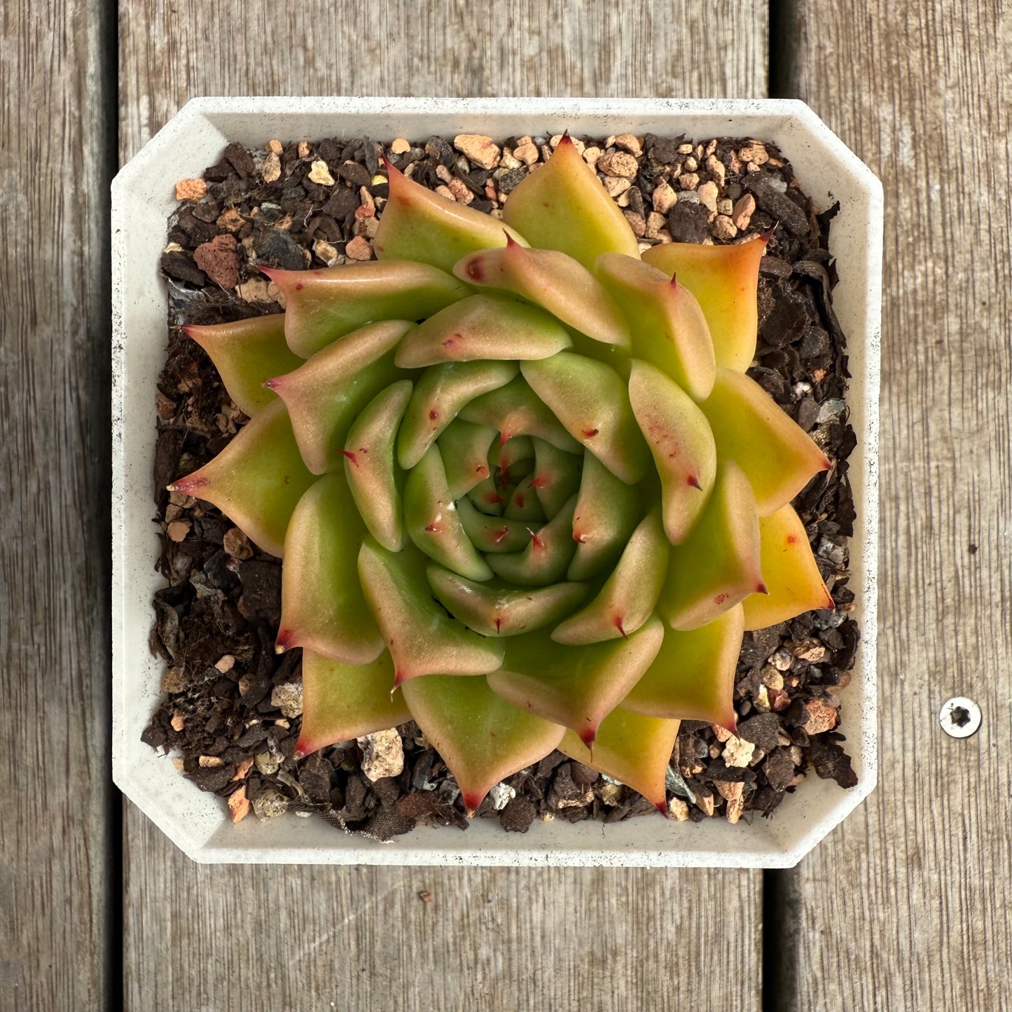 0804 Echeveria Agavoides x Malgan 'Golden Glint'