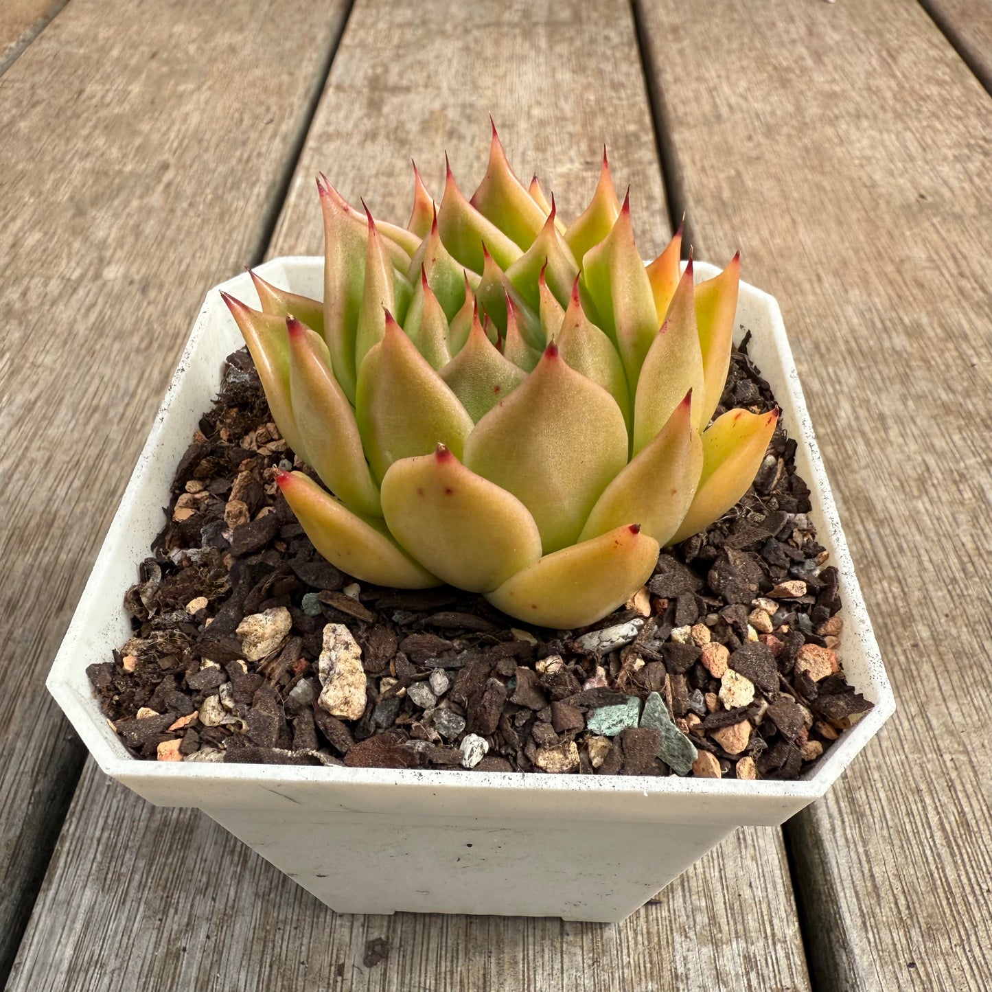 0804 Echeveria Agavoides x Malgan 'Golden Glint'