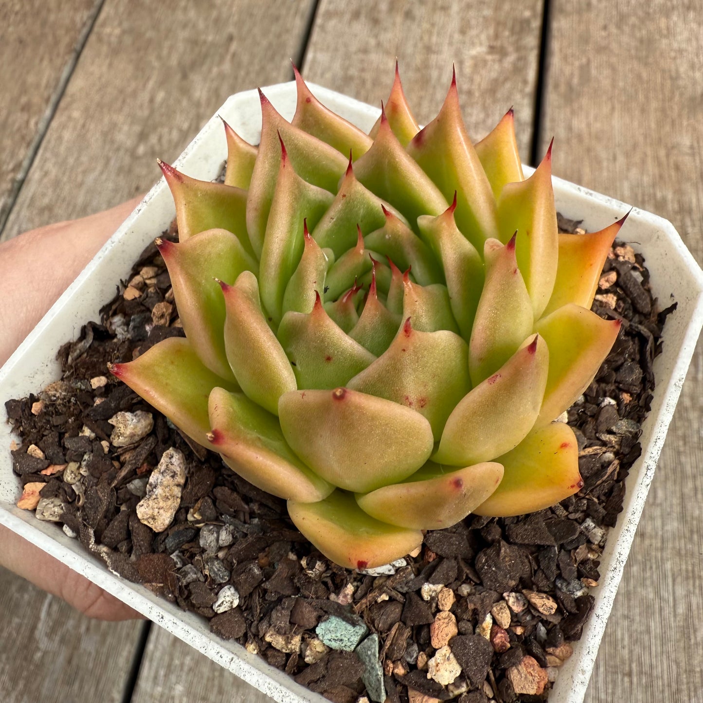 0804 Echeveria Agavoides x Malgan 'Golden Glint'