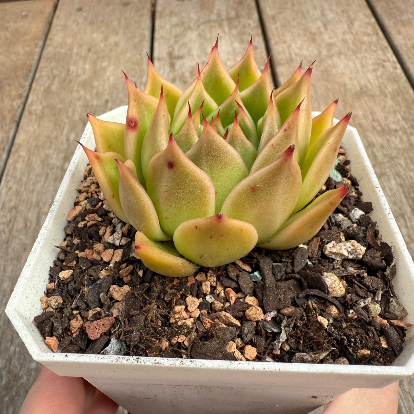 0804 Echeveria Agavoides x Malgan 'Golden Glint'