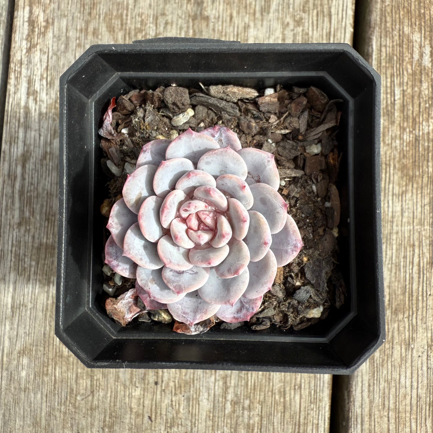 0804 阿曼达/拉皮