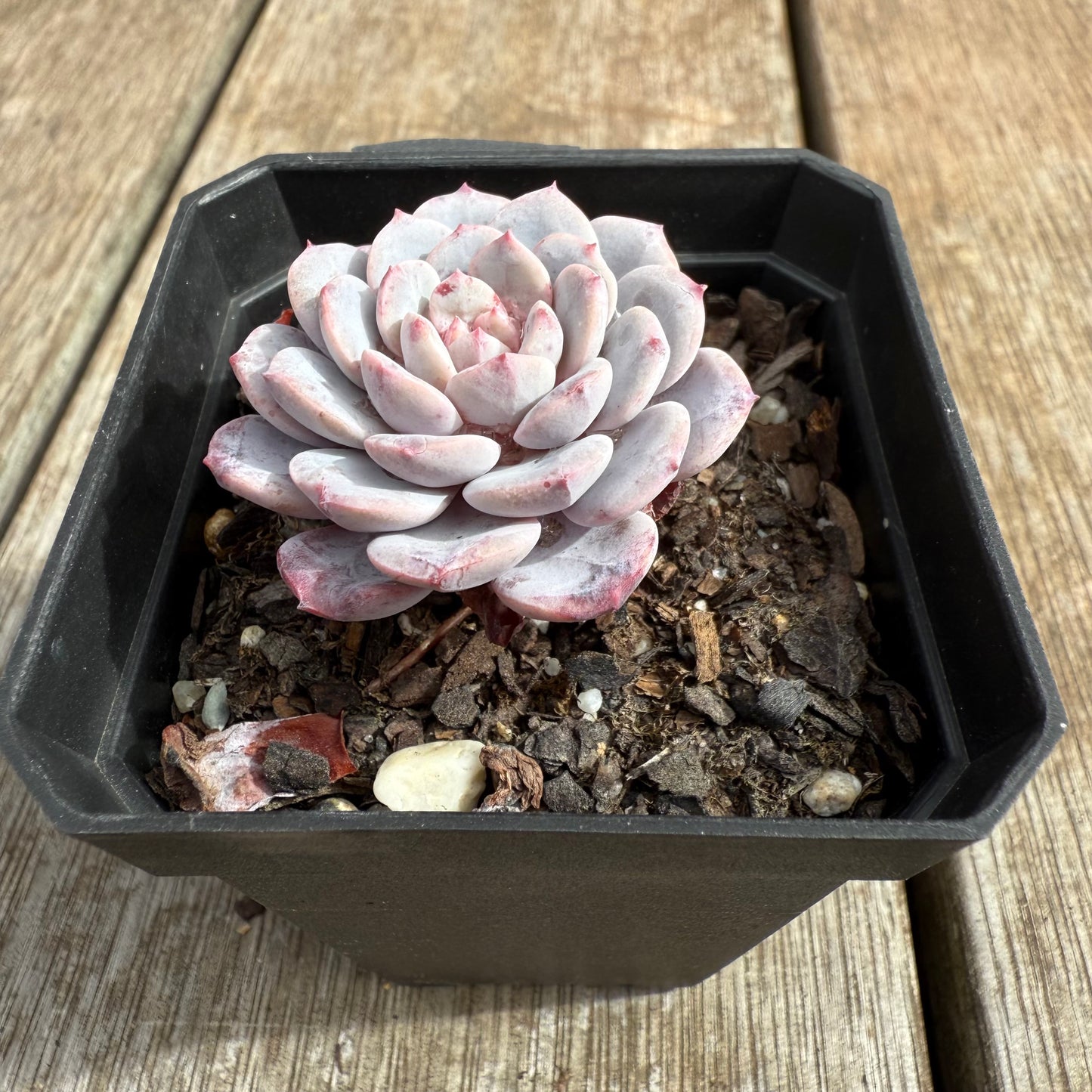 0804 阿曼达/拉皮