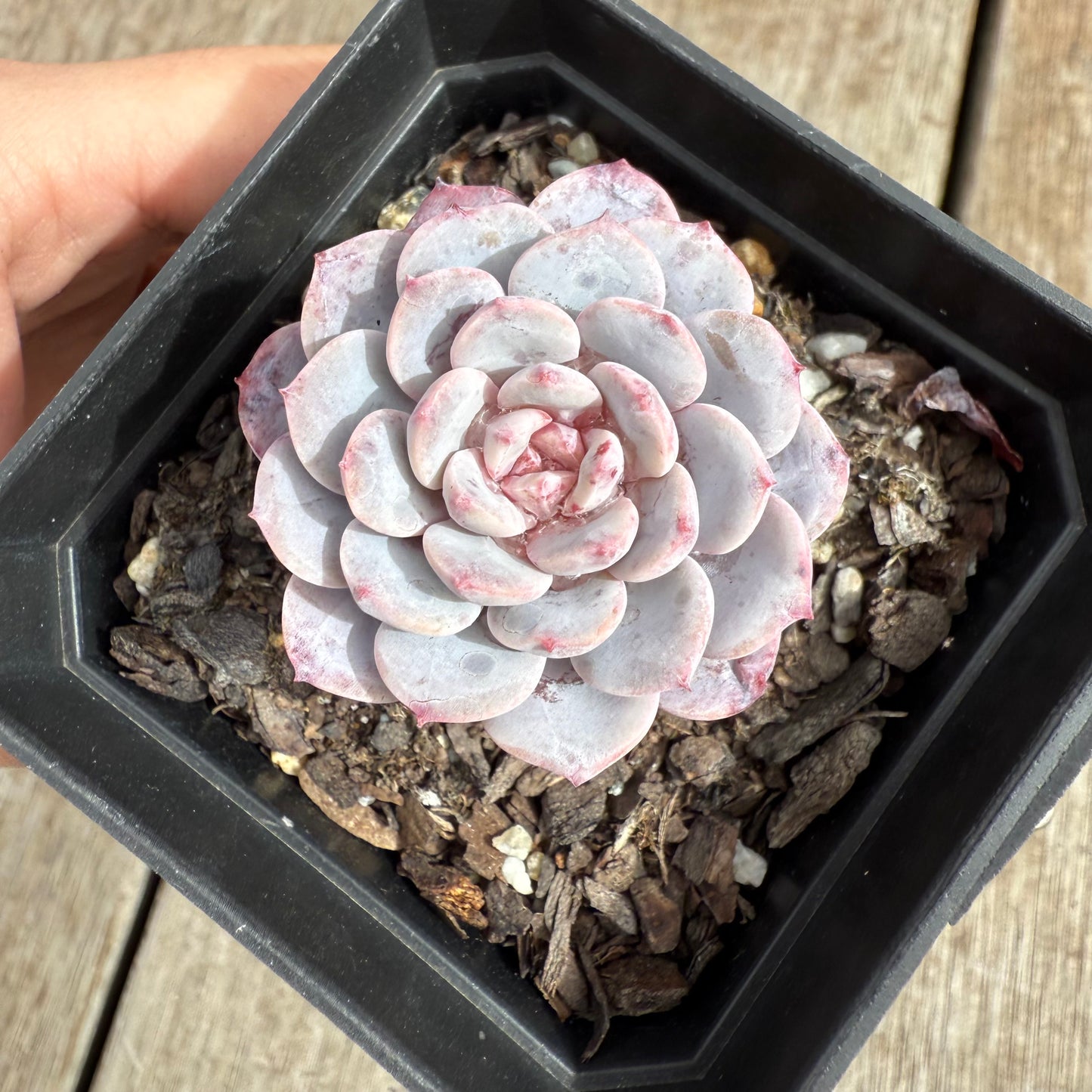 0804 阿曼达/拉皮