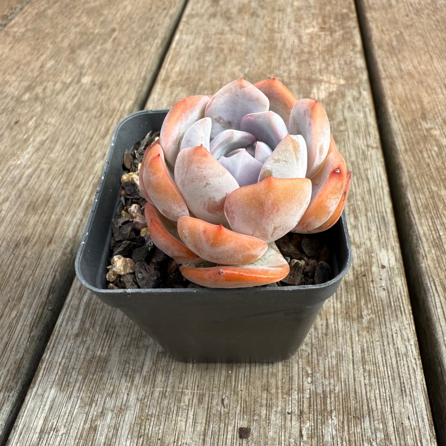 0804 Echeveria Celestia