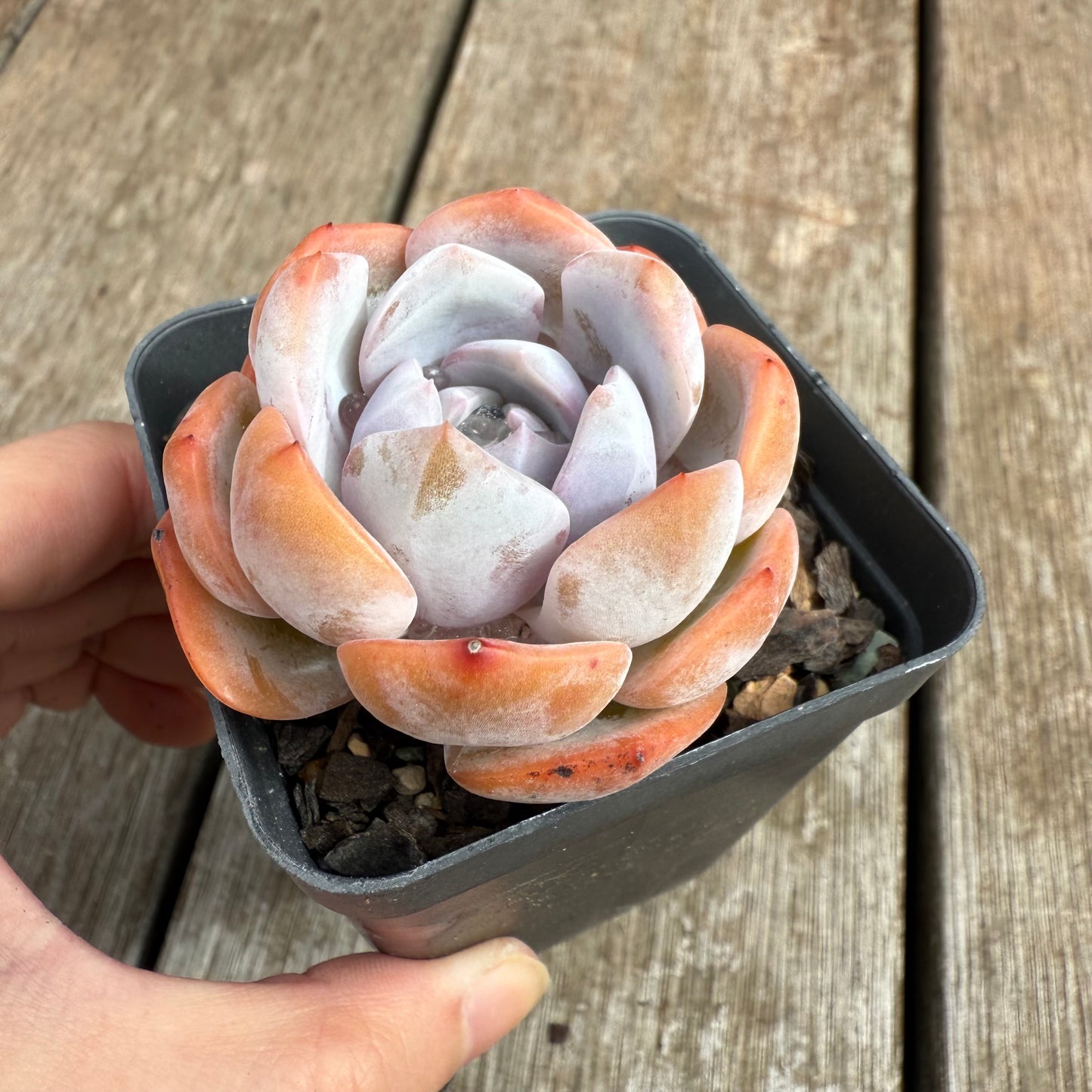 0804 Echeveria Celestia