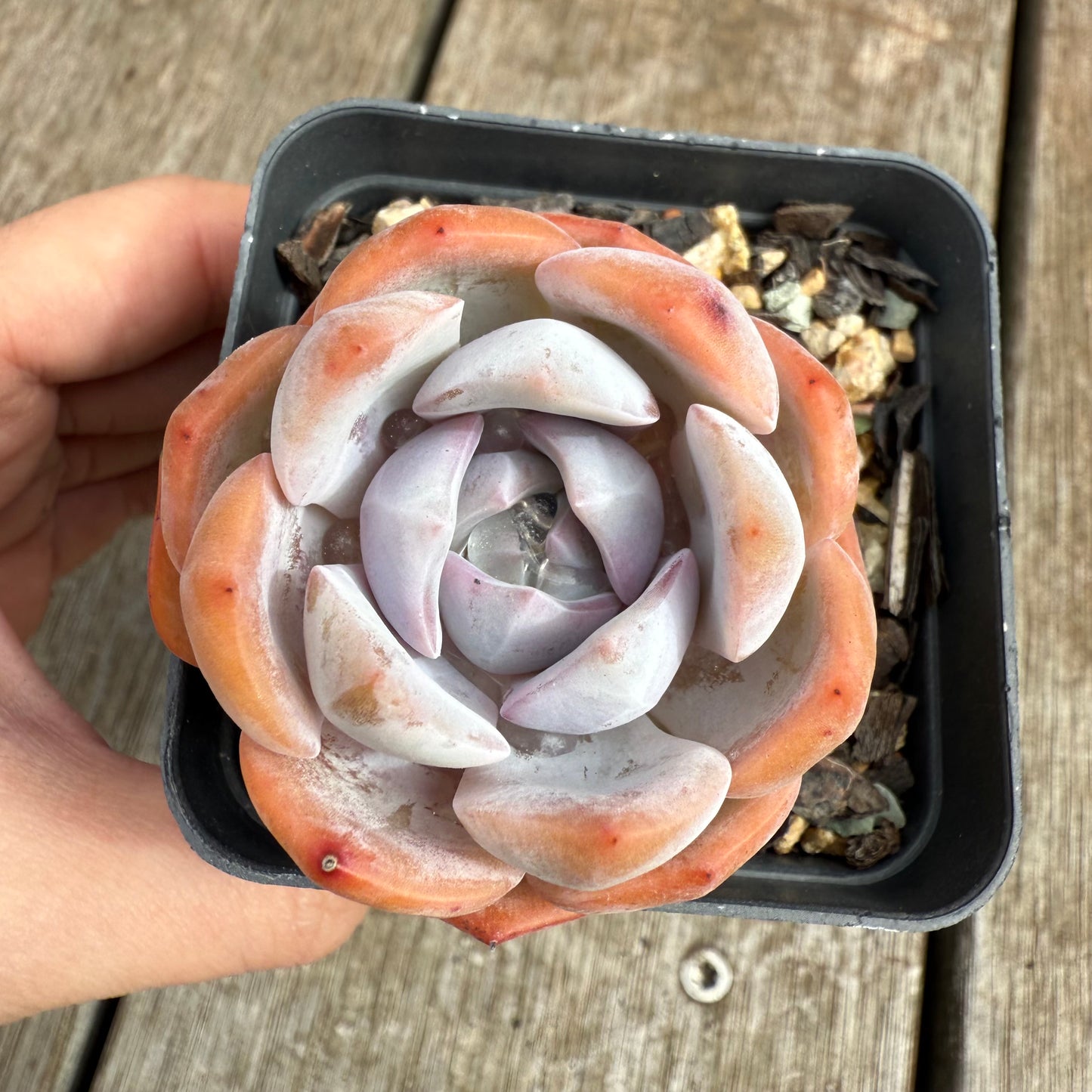 0804 Echeveria Celestia