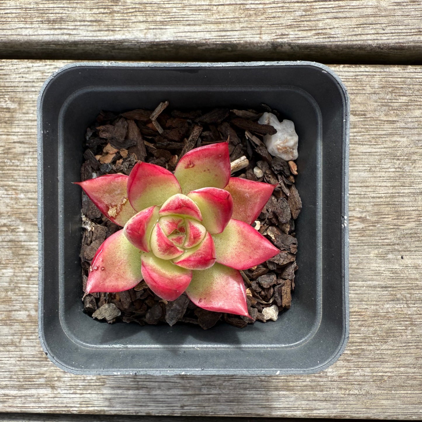 0804 Echeveria Dream Queen