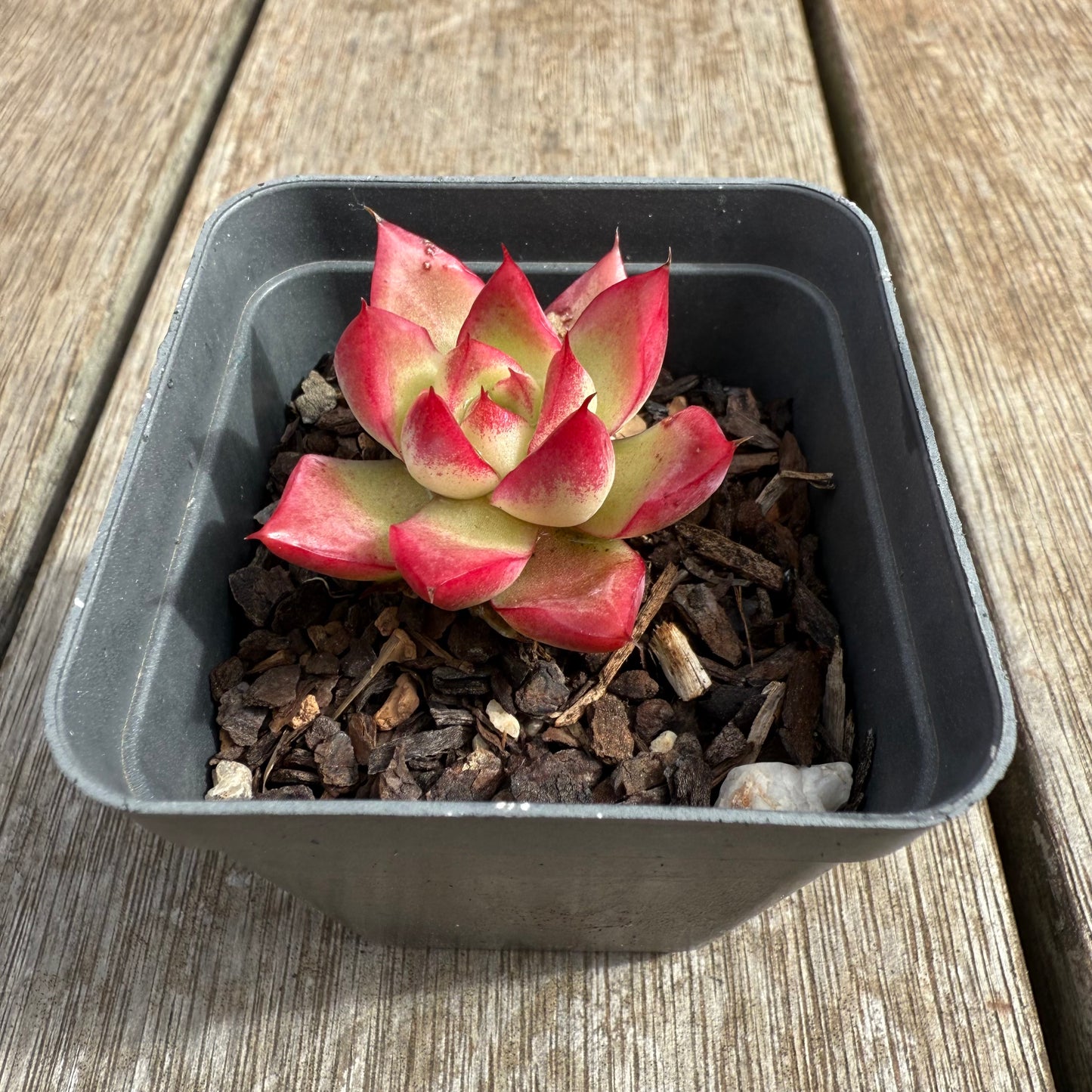 0804 Echeveria Dream Queen