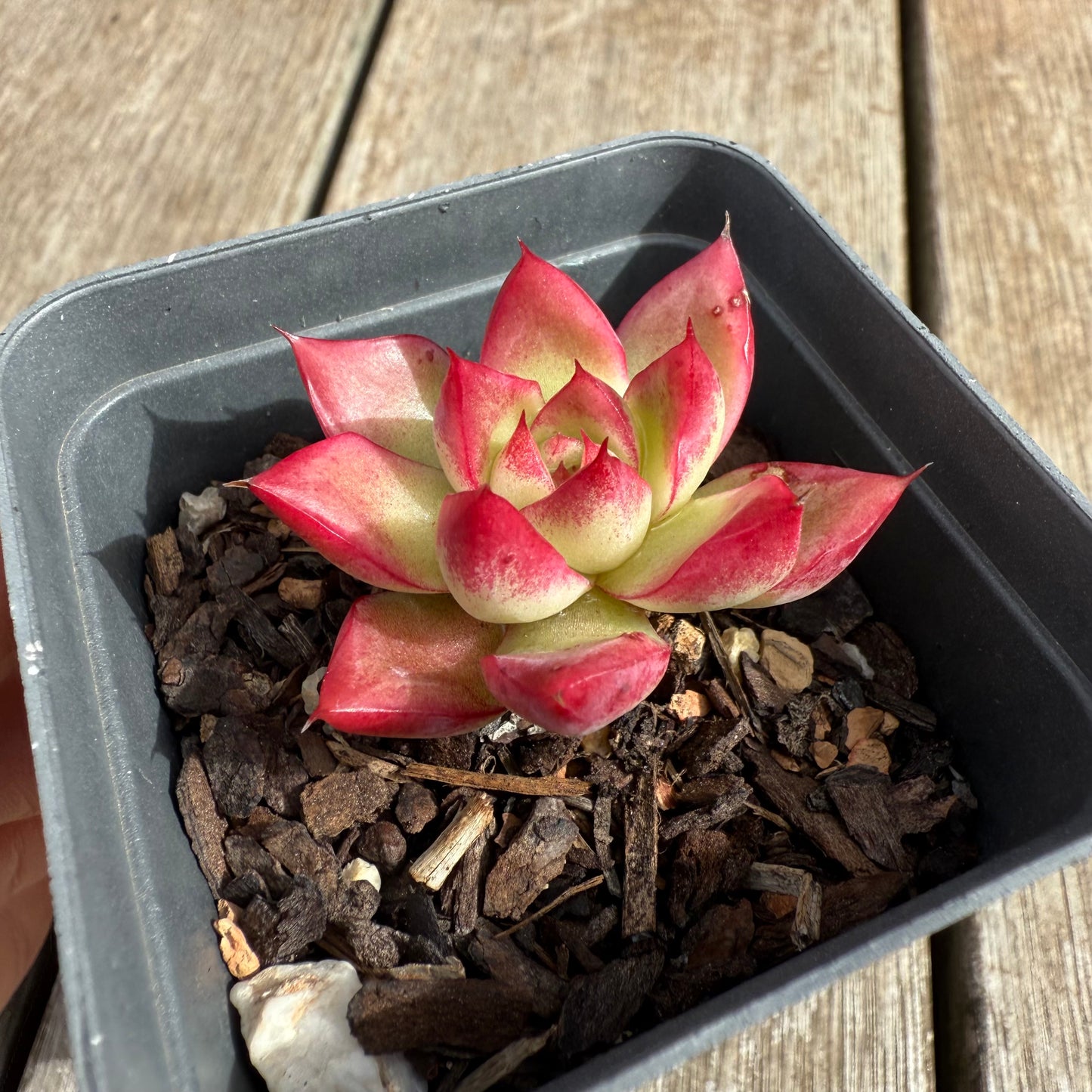 0804 Echeveria Dream Queen