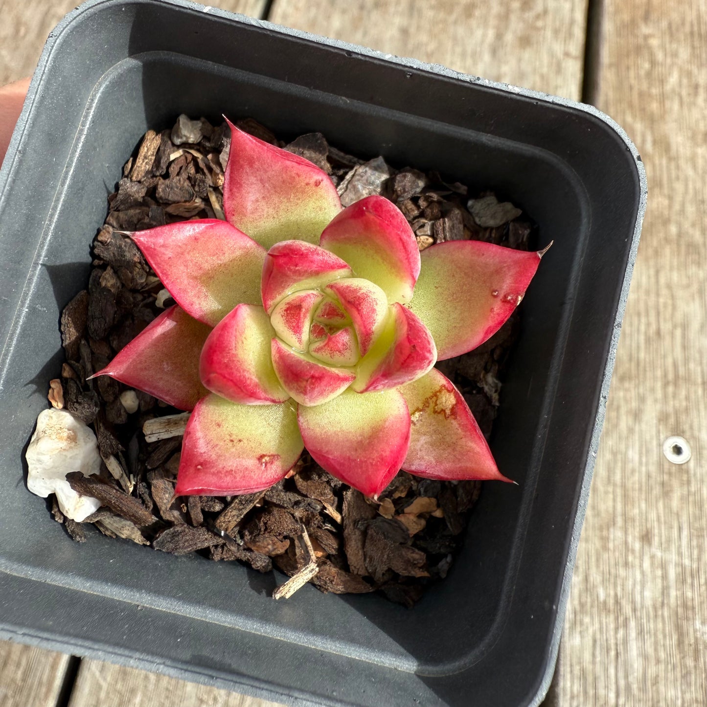 0804 Echeveria Dream Queen