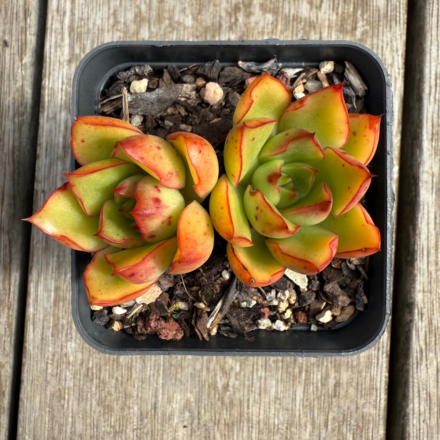 0804 Echeveria Ember Glow