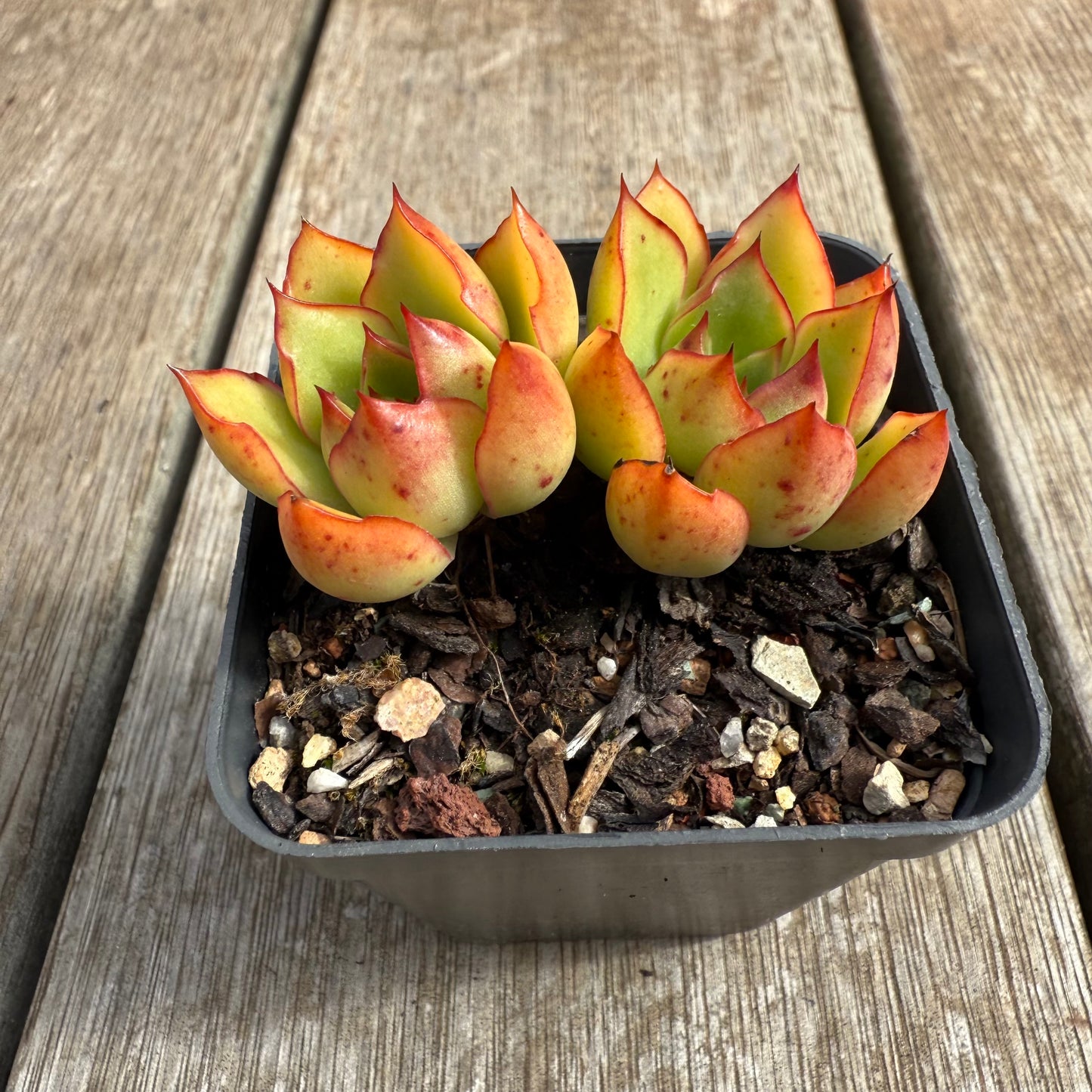 0804 Echeveria Ember Glow