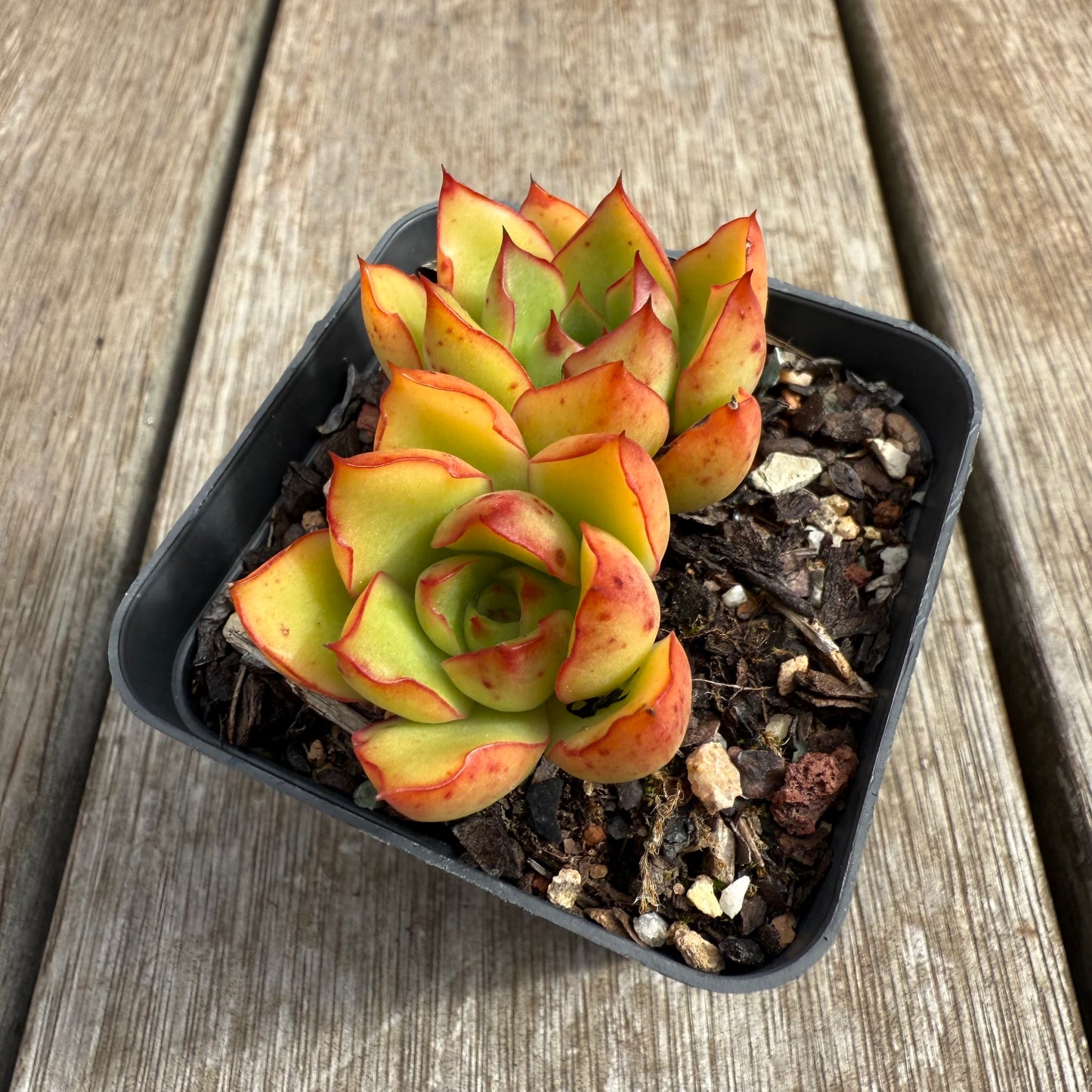 0804 Echeveria Ember Glow