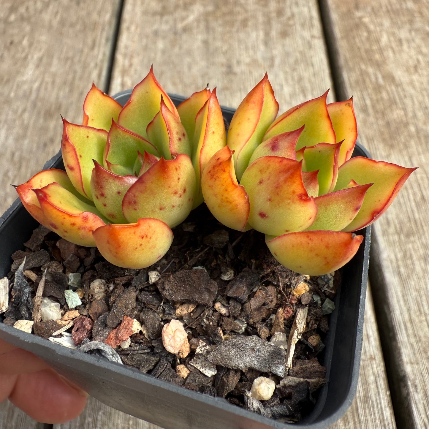0804 Echeveria Ember Glow