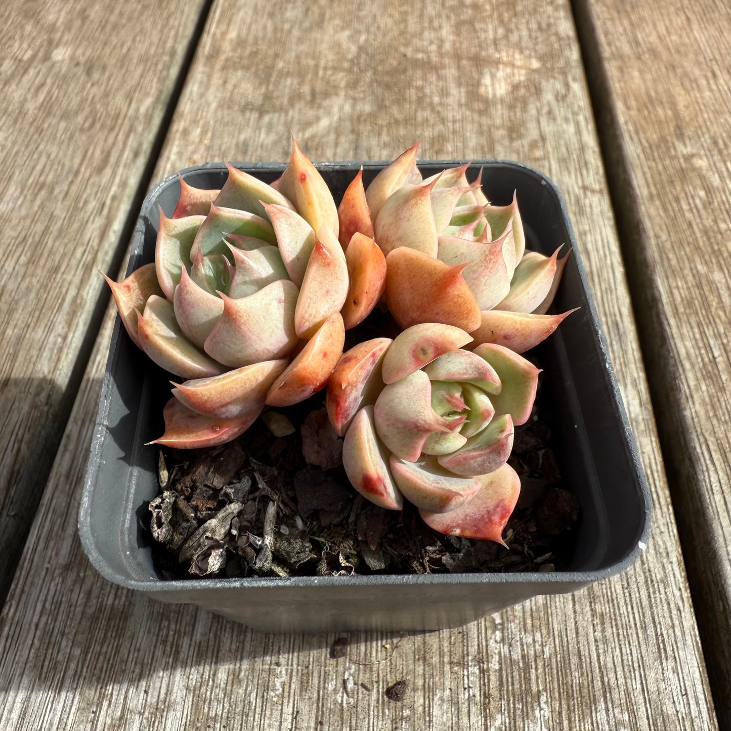 0804 Echeveria Lily (Multi)