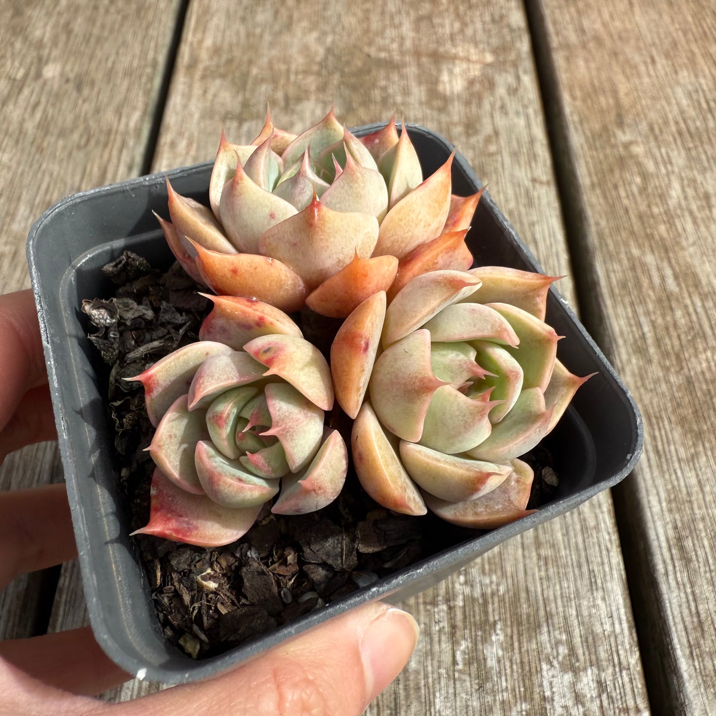0804 Echeveria Lily (Multi)