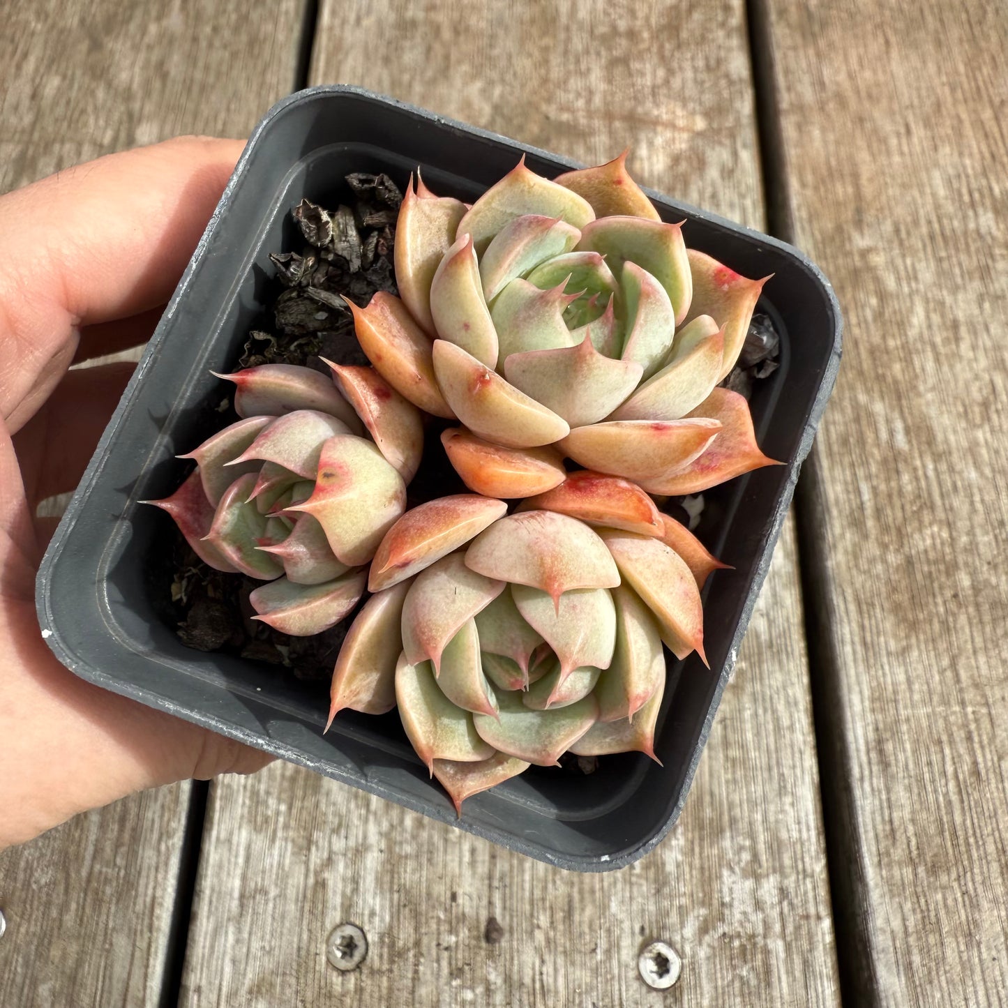 0804 Echeveria Lily (Multi)