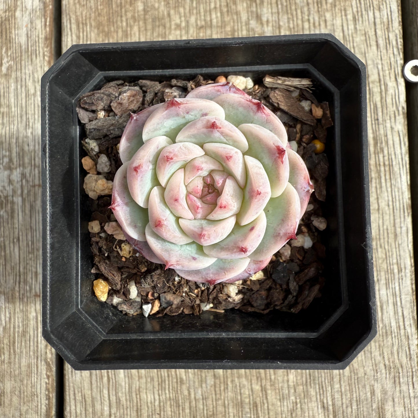 0804 Echeveria Red Velvet