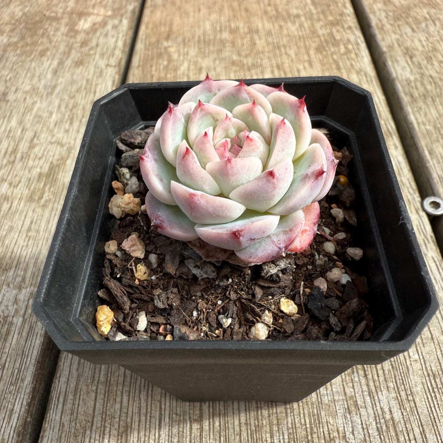 0804 Echeveria Red Velvet