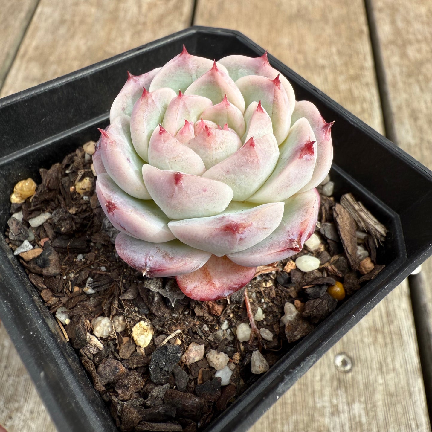 0804 Echeveria Red Velvet