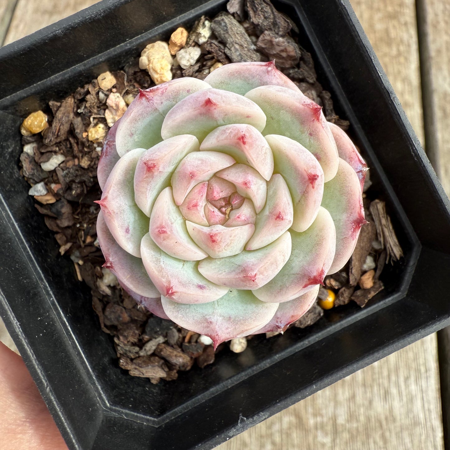 0804 Echeveria Red Velvet