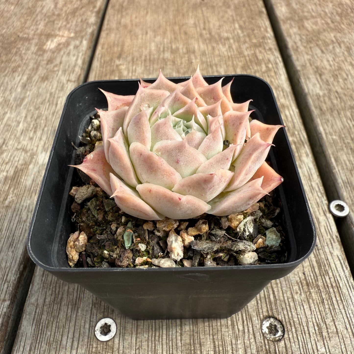 0804 Echeveria Simulans 'Blush'