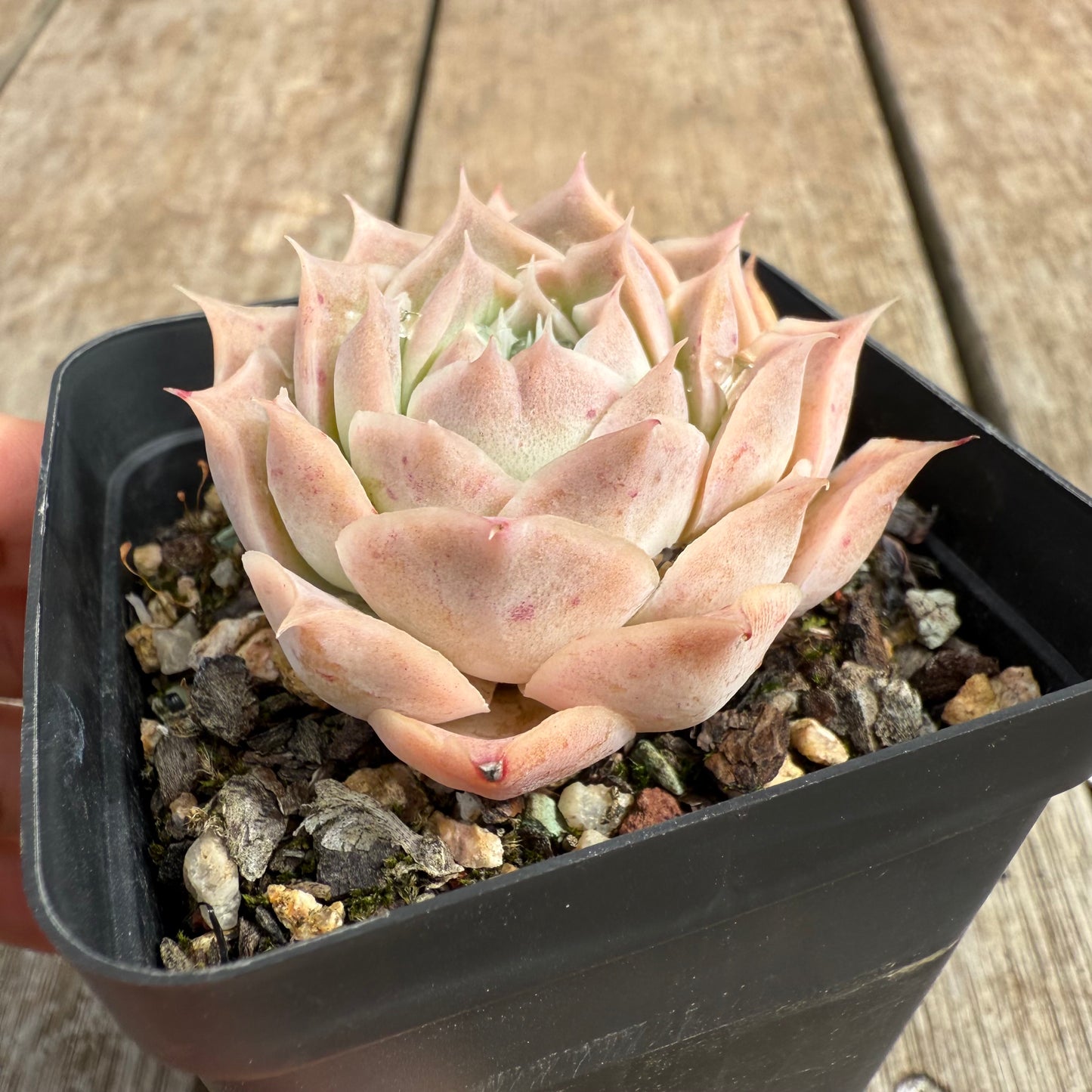 0804 Echeveria Simulans 'Blush'