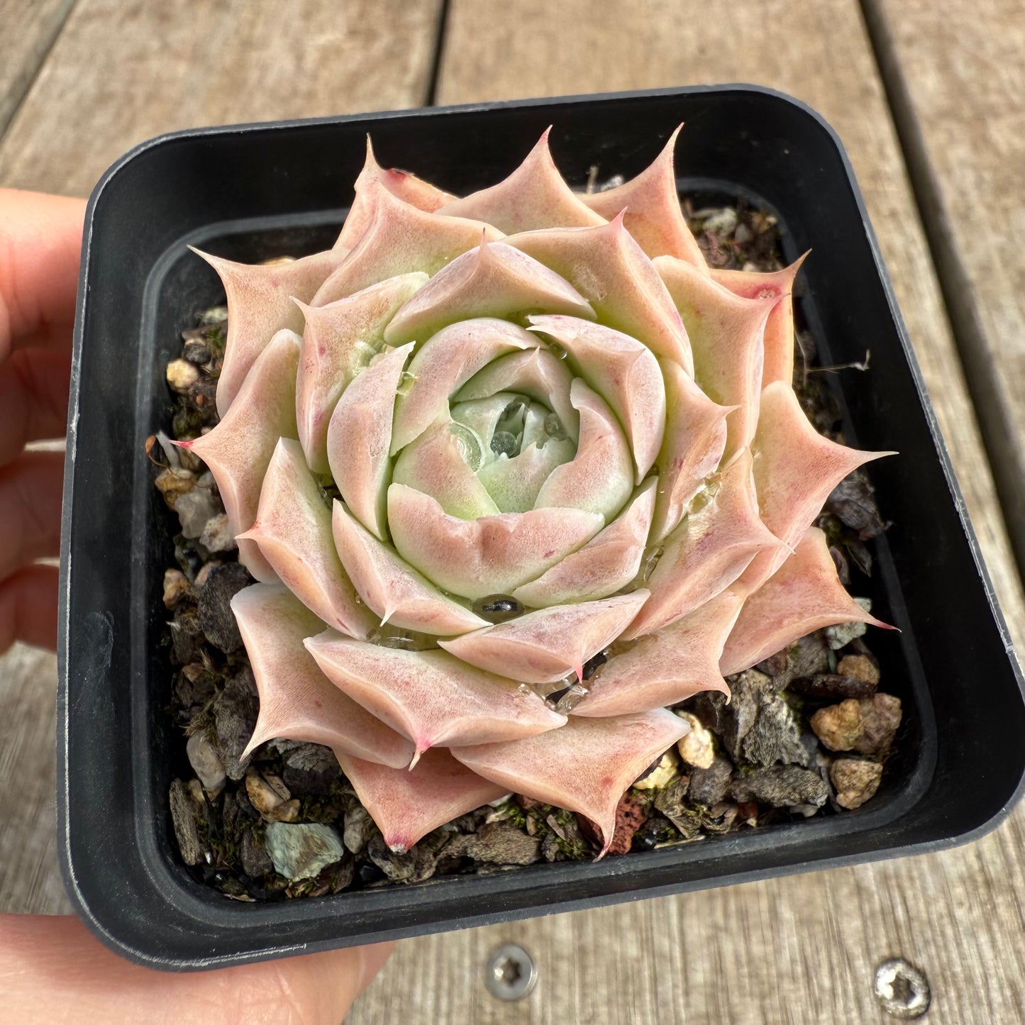 0804 Echeveria Simulans 'Blush'