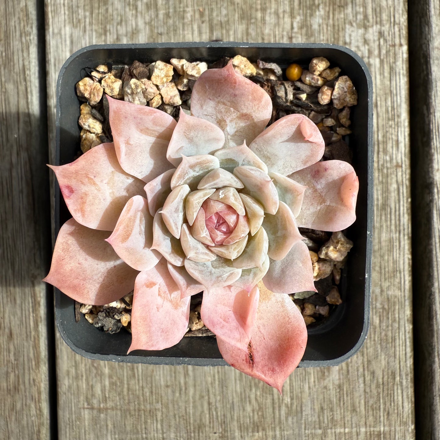 0804 Echeveria 'Apparition' Korean Form