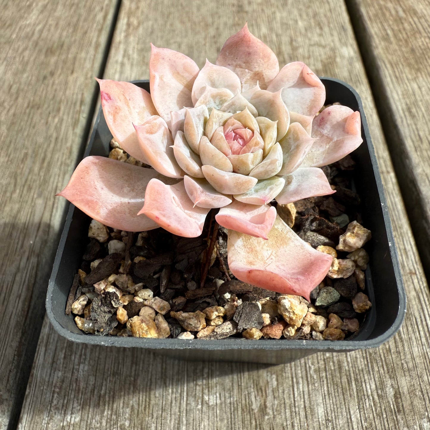 0804 Echeveria 'Apparition' Korean Form