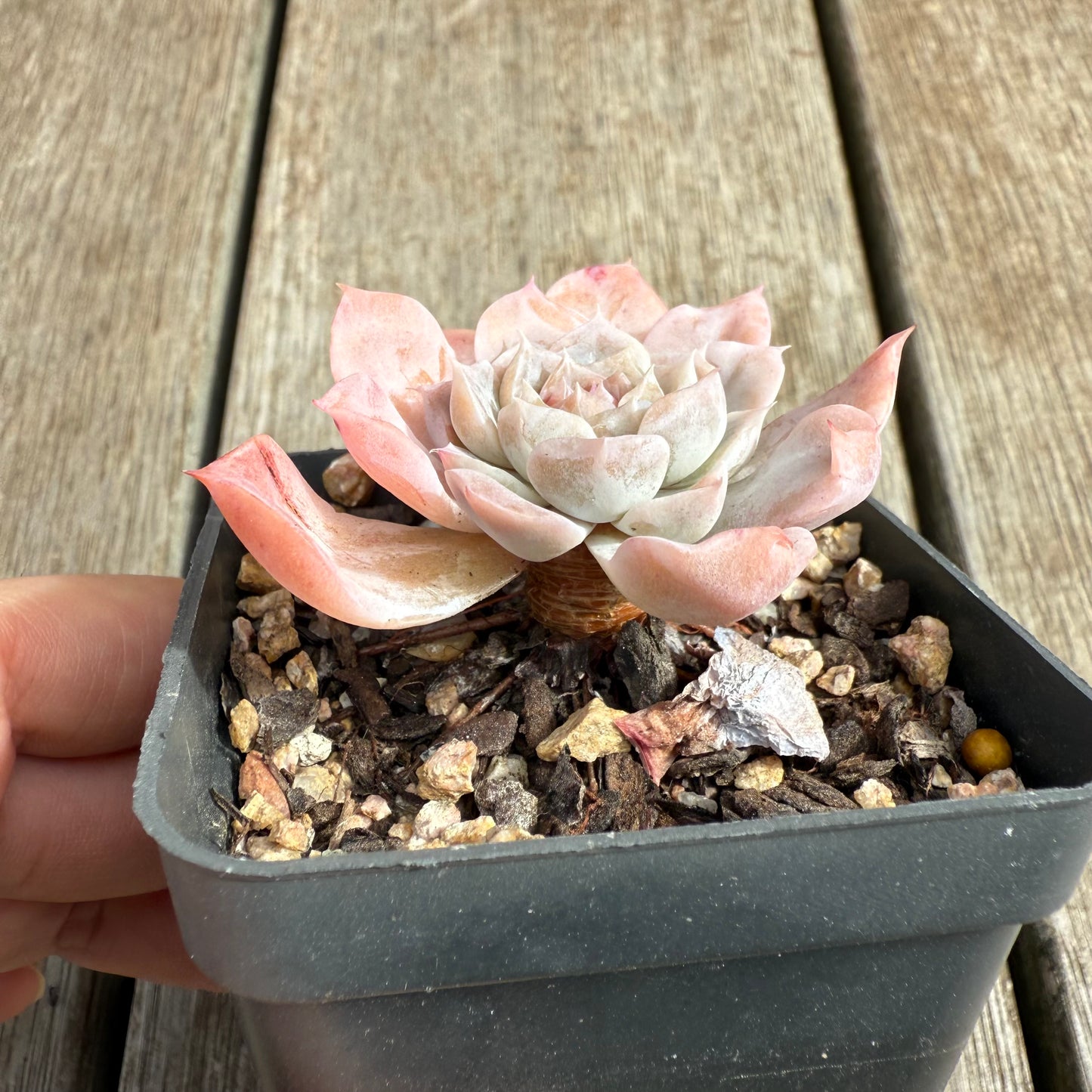 0804 Echeveria 'Apparition' Korean Form