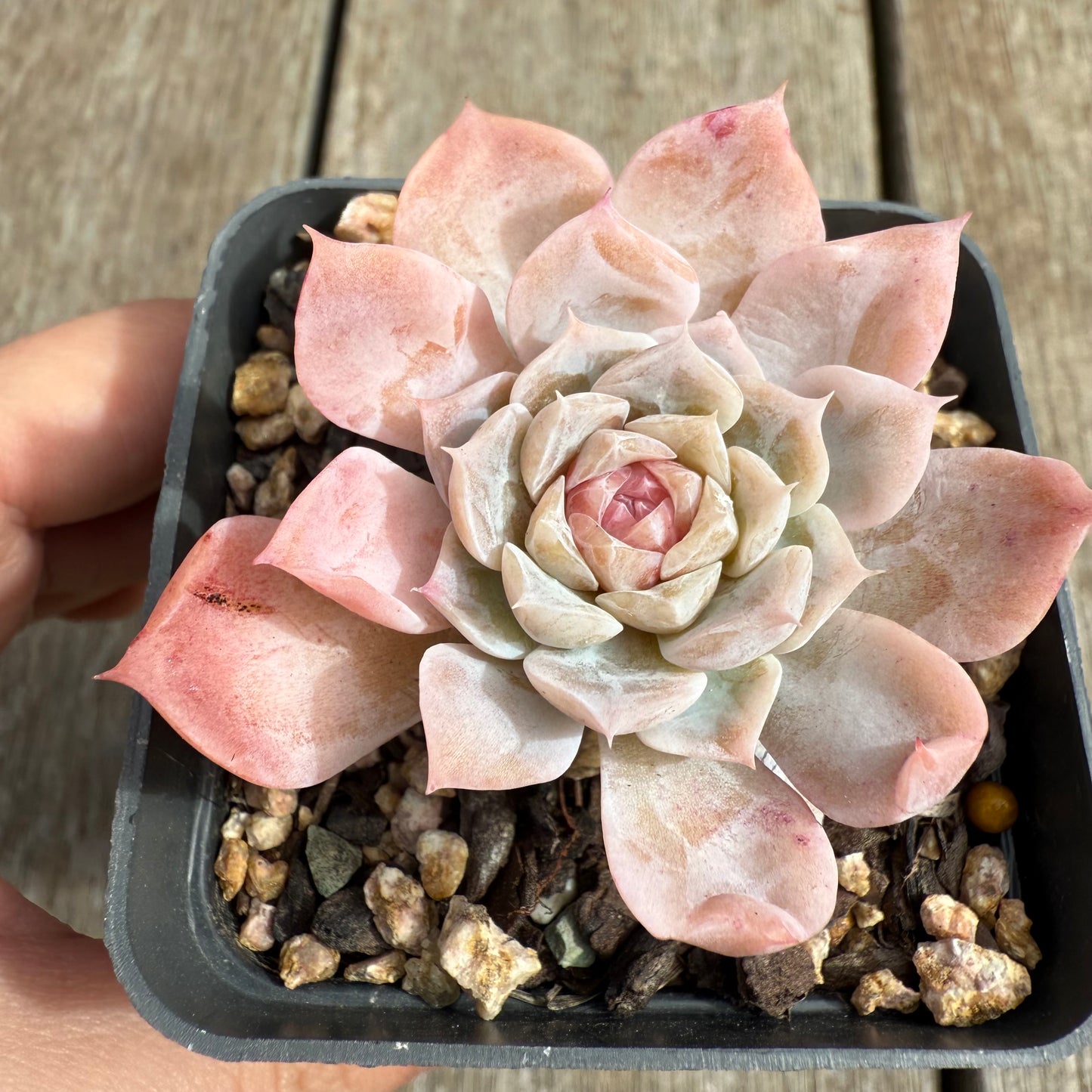 0804 Echeveria 'Apparition' Korean Form