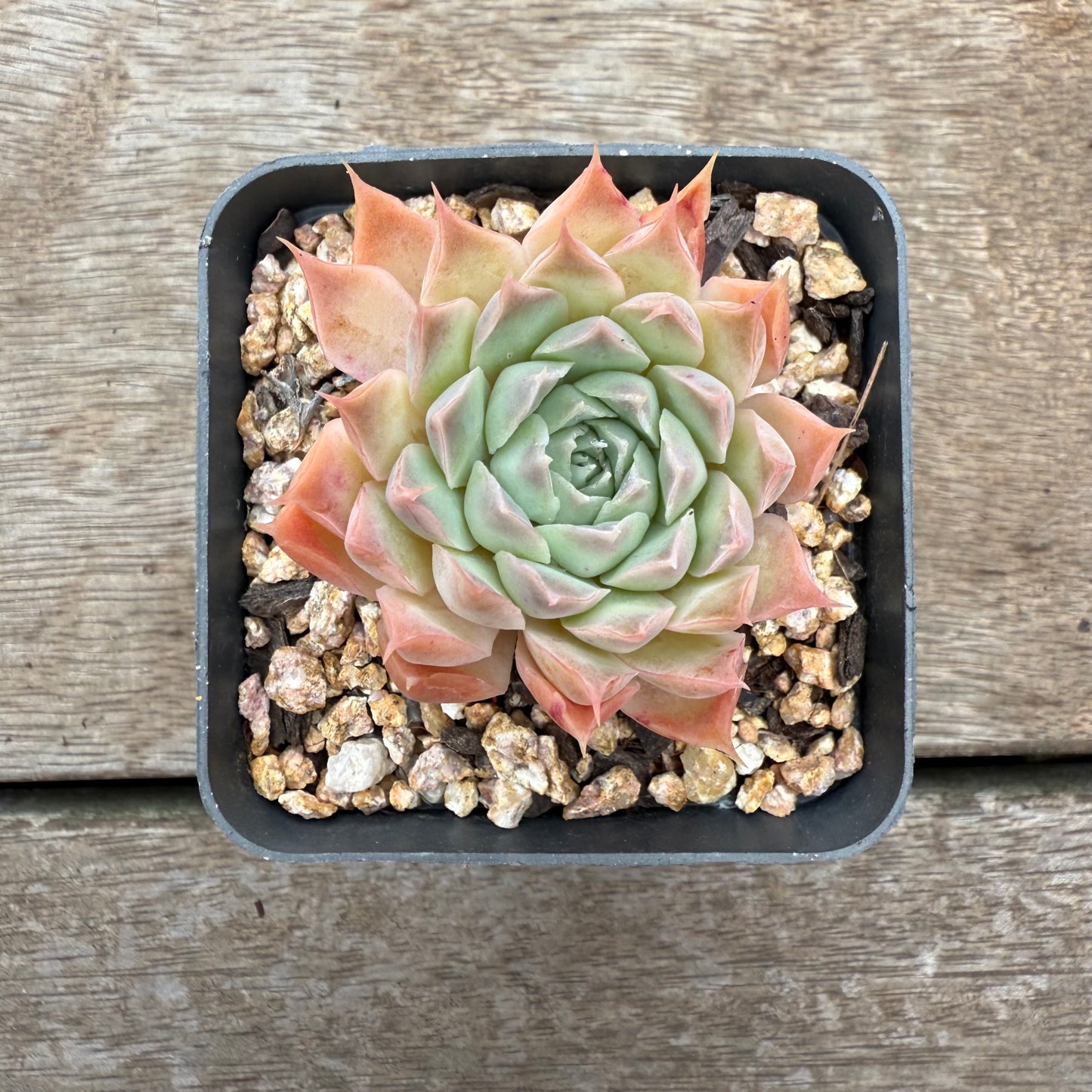 0804 Echeveria 'Ferris Wheel'