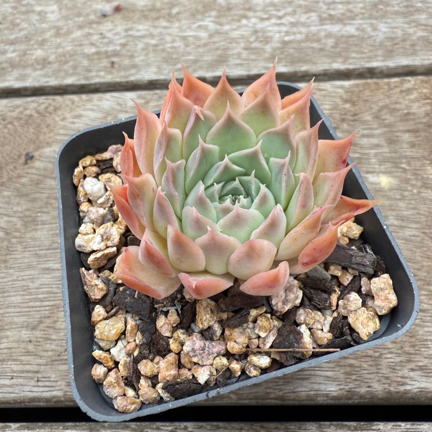 0804 Echeveria 'Ferris Wheel'