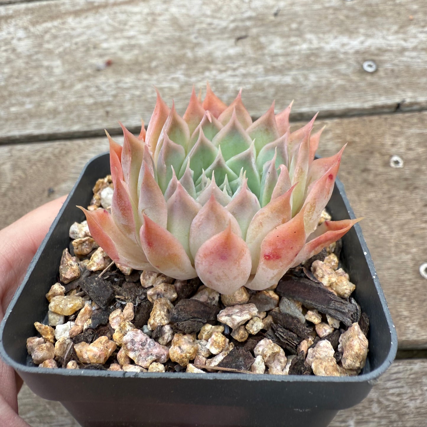0804 Echeveria 'Ferris Wheel'