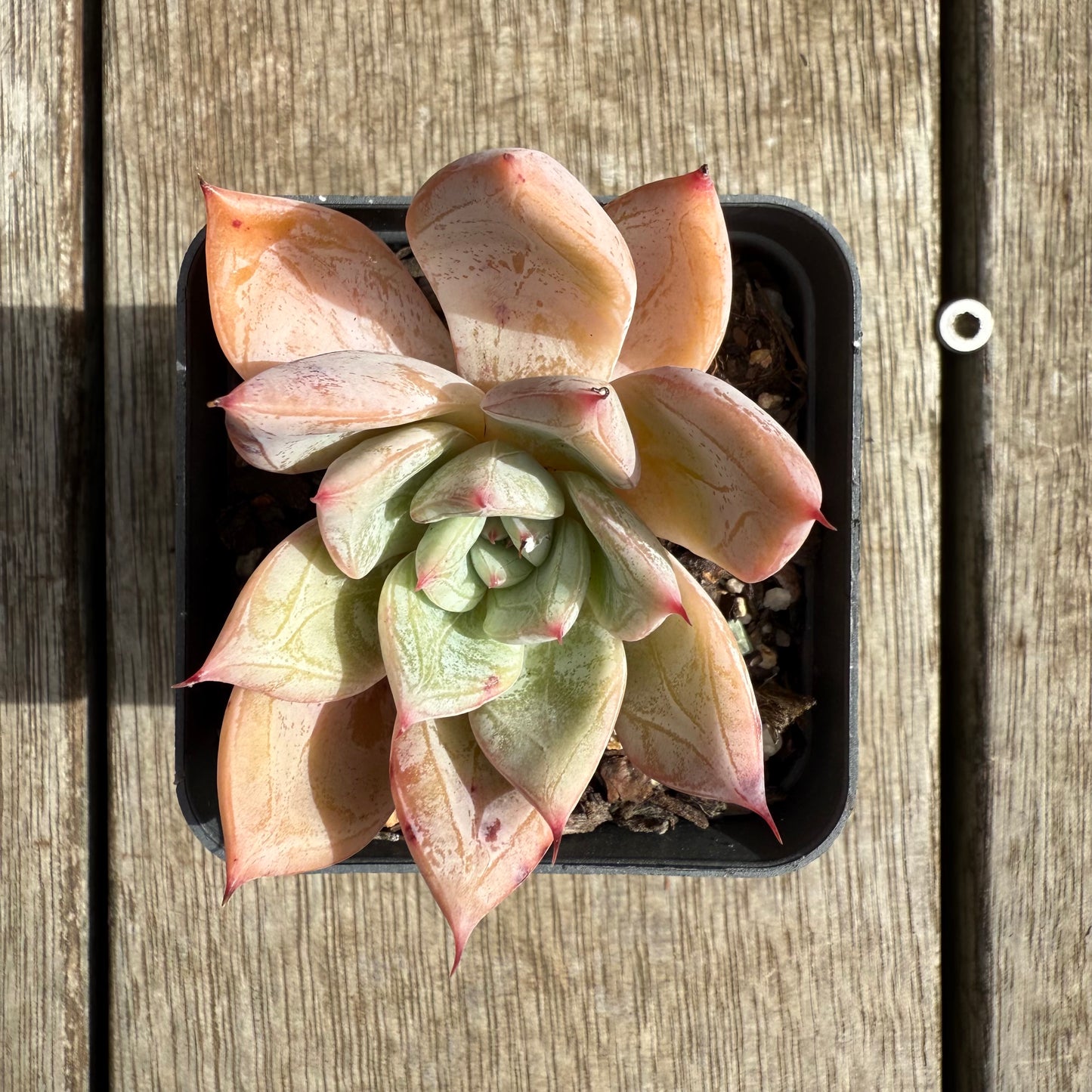 0804 Echeveria 'Frozen'