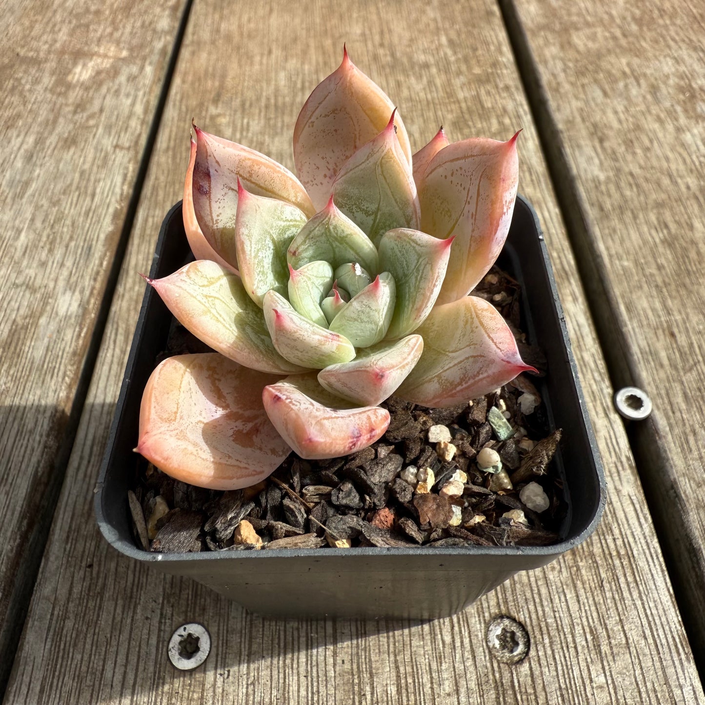 0804 Echeveria 'Frozen'