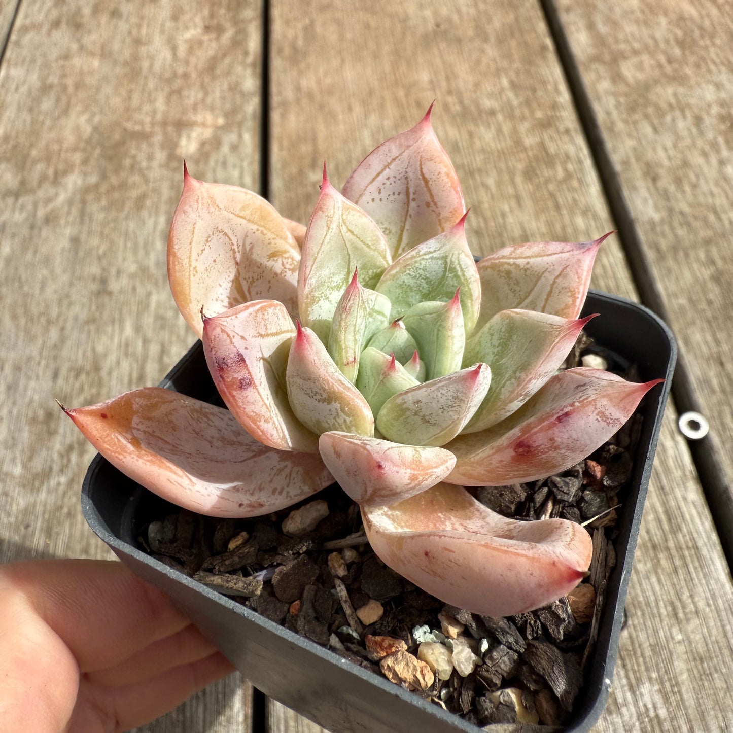 0804 Echeveria 'Frozen'