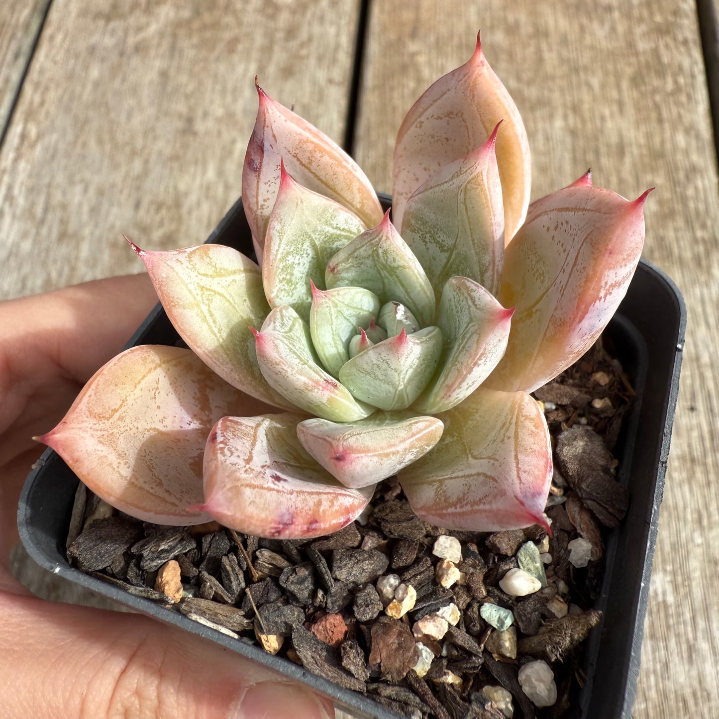 0804 Echeveria 'Frozen'