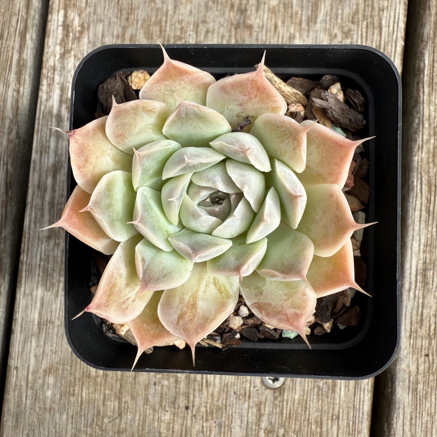 0804 Echeveria 'Lashiara'